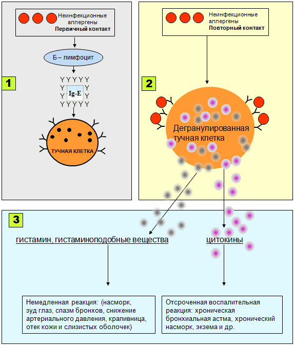 Упрощенная схема атопической аллергической реакции