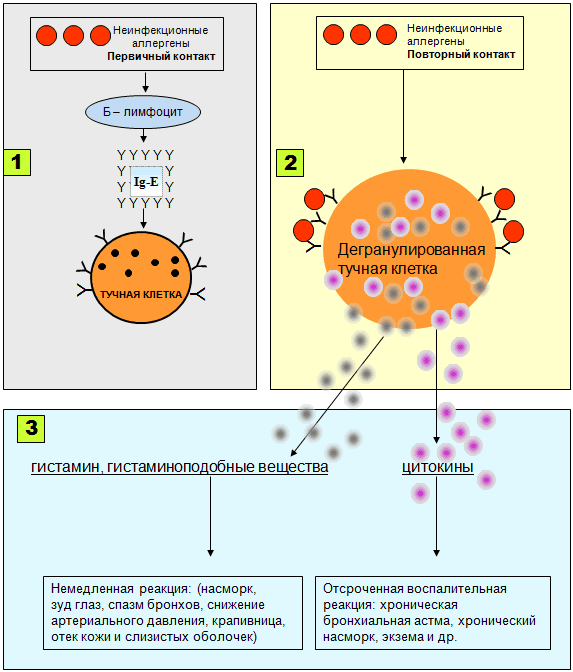 Упрощенная схема атопической аллергической реакции Упрощенная схема атопической аллергической реакции